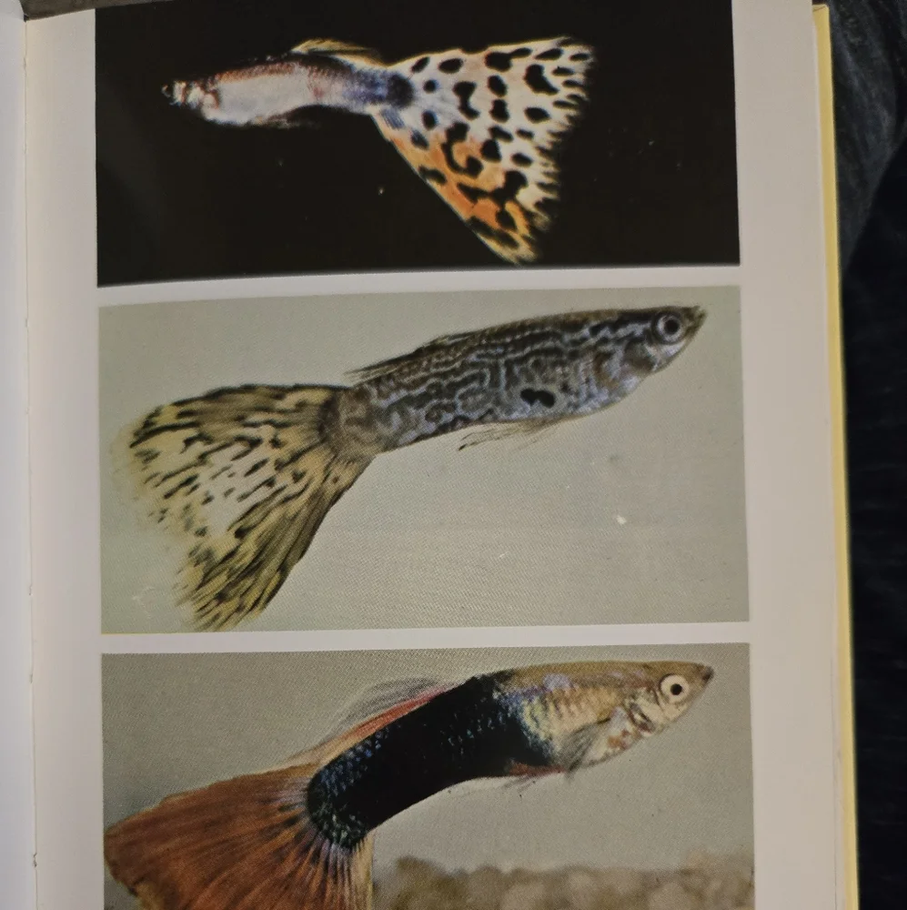 Exotic Aquarium Fishes by Dr. William T. Innes VINTAGE HARDCOVER 1979